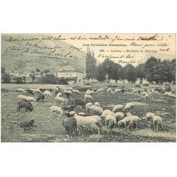 64 LARUNS. Pâtre et Moutons au pâturage 1905