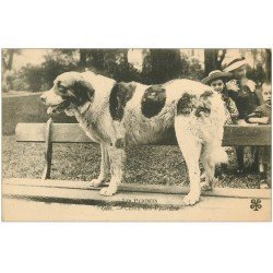 carte postale ancienne 64 PAYS BASQUE. Chien des Pyrénéen