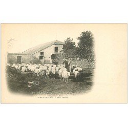 carte postale ancienne 64 PAYS BASQUE. Une Ferme. Berger et Moutons vers 1900