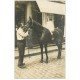 64 SAUVETERRE-DE-BEARN. Fillette sur superbe Cheval de courses. Carte Photo rare