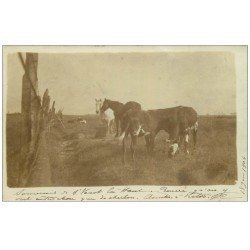 carte postale ancienne 59 SAINT-VAAST LA HAUT. Vaches et Chevaux au Pâturage 1904