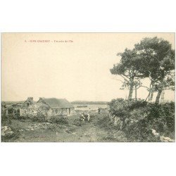 carte postale ancienne 50 ILES CHAUSEY. Paysans et Vaches coin de l'Île