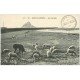 carte postale ancienne 50 LE MONT SAINT-MICHEL. Prés Salés des Grèves. Vaches et Moutons 97