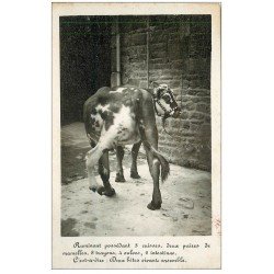 carte postale ancienne 50 NORMANDIE. Deux Vaches vivante en une. Phénomène rare