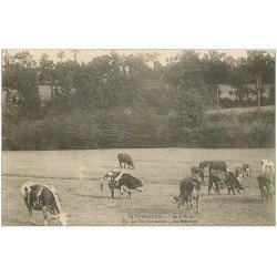 carte postale ancienne 50 NORMANDIE. Vaches au Pâturage