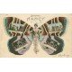 carte postale ancienne 54 NANCY. Femme Papillon multivues 1907