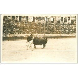 carte postale ancienne 13 ARLES. Photo Georges Cpa. La Corrida. Taureau