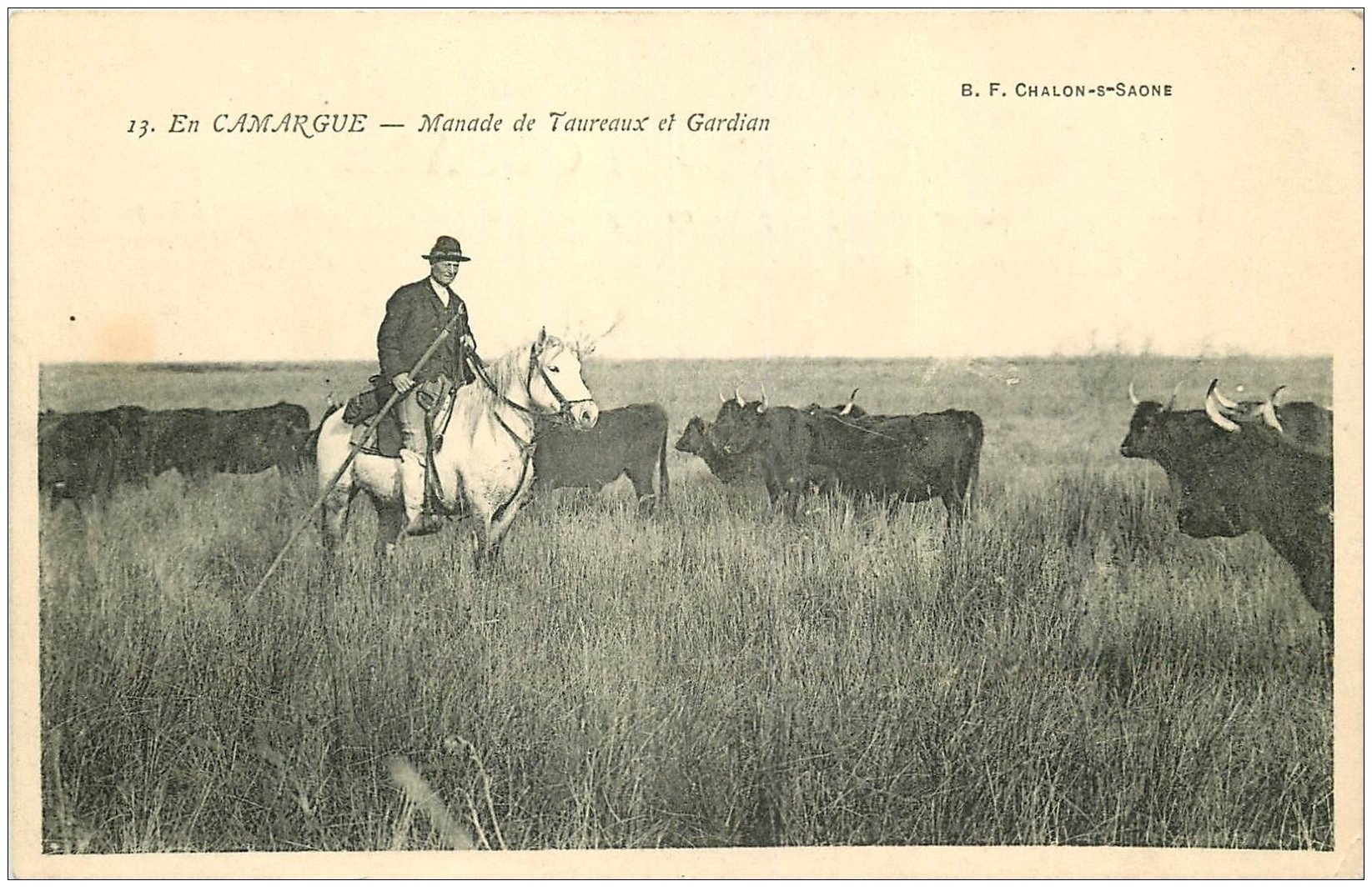 Animaux - Chevaux - Camargue - Les Chevaux sauvages - Carte Neuve - CPM