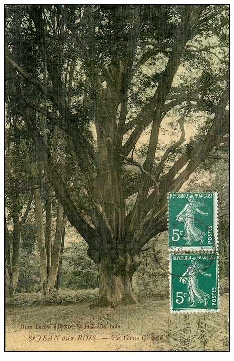 carte postale ancienne 60 SAINT-JEAN-AUX-BOIS. Le Gros Chêne 1913 carte toilée