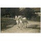 carte postale ancienne 61 LE HARAS DU PIN. Chevaux Pur-Sang blanc. Carte Photo