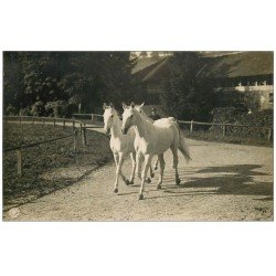 carte postale ancienne 61 LE HARAS DU PIN. Chevaux Pur-Sang blanc. Carte Photo