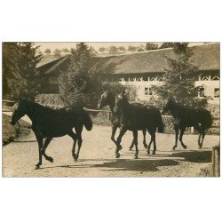 61 LE HARAS DU PIN. Chevaux Pur-Sang. Carte Photo