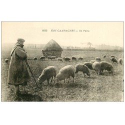 carte postale ancienne 62 Dans le NORD à identifier. A la Campagne. Un Pâtre et ses Moutons