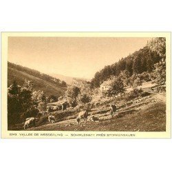 carte postale ancienne 68 WESSERLING. Vaches à Schirlematt près Storkensauen