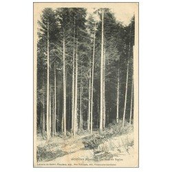 carte postale ancienne 69 MONSOLS. Les Bois de Sapins 1908