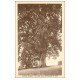 carte postale ancienne 69 RIVERIE. Le Vieux Tilleul arbre
