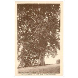 carte postale ancienne 69 RIVERIE. Le Vieux Tilleul arbre