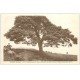 carte postale ancienne 69 RIVERIE. Personnage et Arbre Pin sommet Paponnière