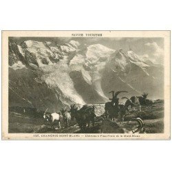 carte postale ancienne 74 CHAMONIX. Chèvres à Plan Praz . Timbre manquant