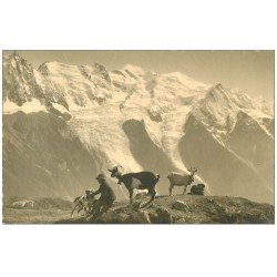 74 CHAMONIX. Chèvres, Jeune Berger et Chien. Le Carillon. Carte photo dentelée à la ficelle