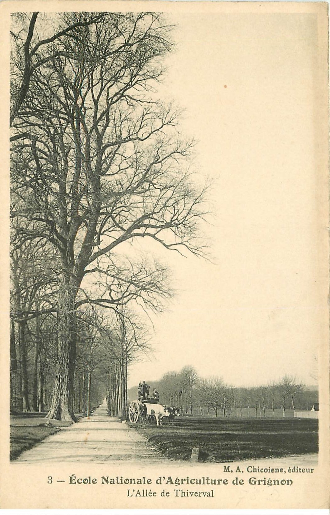 carte postale ancienne 78 GRIGNON. Ecole Nationale Agriculture. Allée Thiverval