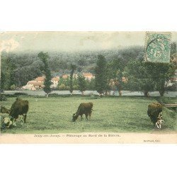 carte postale ancienne 78 JOUY-EN-JOSAS. Vaches au Pâturage bord de la Biévre 1907