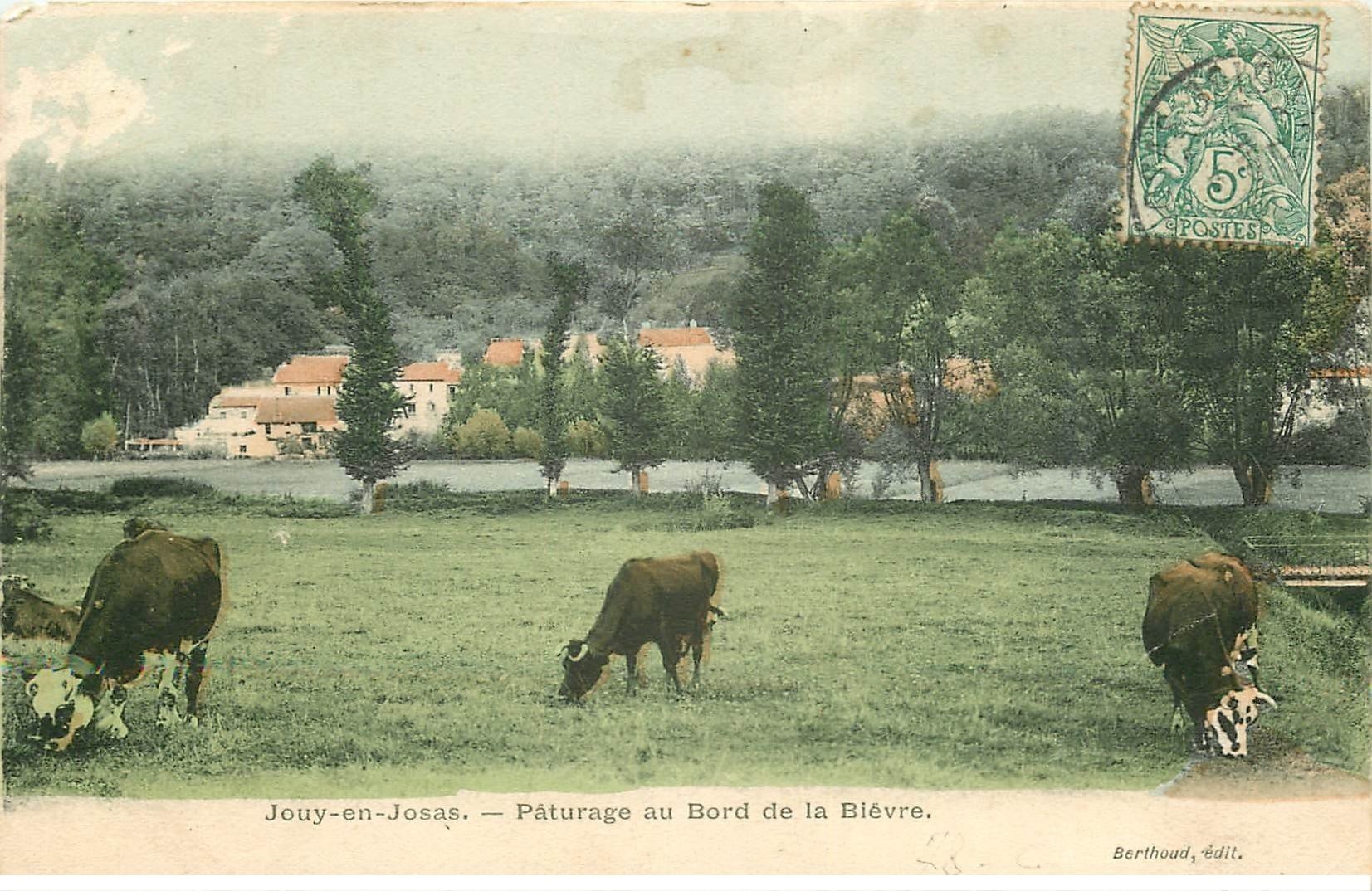 carte postale ancienne 78 JOUY-EN-JOSAS. Vaches au Pâturage bord de la Biévre 1907