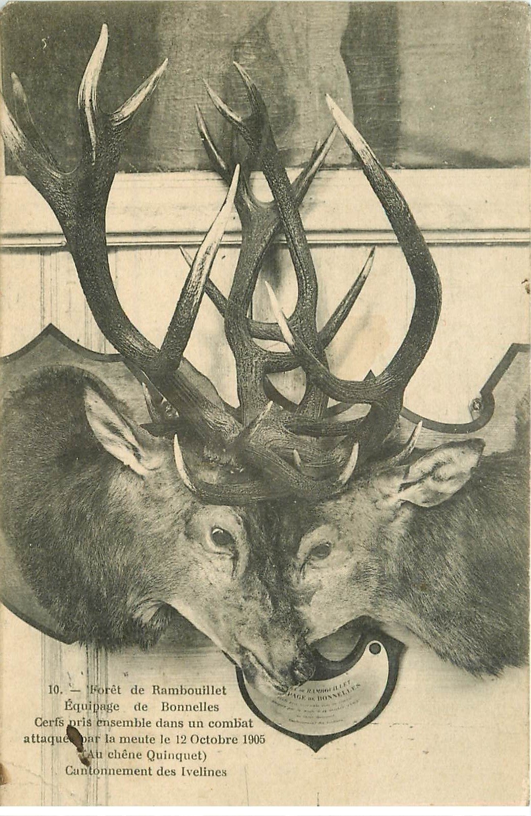 carte postale ancienne 78 RAMBOUILLET. Cerfs entrelacés Equipage de Bonnelles