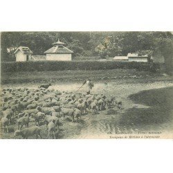78 RAMBOUILLET. Ferme Nationale troupeau de Mérinos à l'Abreuvoir 1915. Berger et Moutons