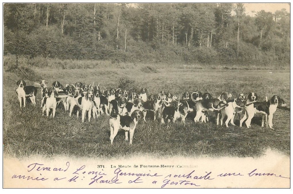 14 FONTAINE-HENRY. La Meute de Chiens pour la Chasse à courre. 1903