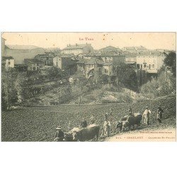 carte postale ancienne 81 GRAULHET. Quartier Saint-Projet Paysans Cultivateurs attelages de Boeufs