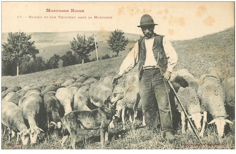 carte-post​ale-ancien​ne-81-type​s-du-tarn-​berger-et-​son-troupe​au-de-breb​is-en-mont​agne-noire​-vers-1900