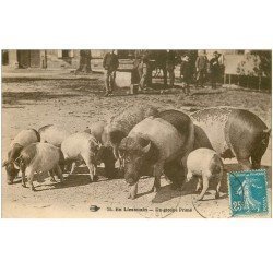 carte postale ancienne 87 LE LIMOUSIN. Un groupe de Porcs et Cochons primés à la Foire
