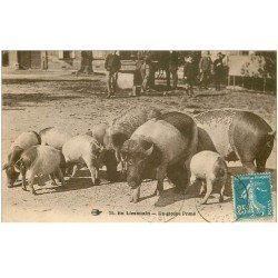 carte postale ancienne 87 LE LIMOUSIN. Un groupe de Porcs et Cochons primés à la Foire