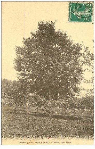 carte postale ancienne 88 BASILIQUE DU BOIS CHENU. Arbre des Fées 1914