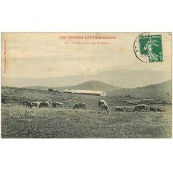 carte postale ancienne 88 HOHNECK. La Marcairie 1908 troupeau de Vaches