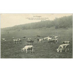 carte postale ancienne 88 LES VOSGES. Le Rouge Gazon. Pâturages sur les Hautes Chaumes