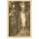carte postale ancienne 88 VALLEE DE CELLES. Sous les Grands Sapins 1929