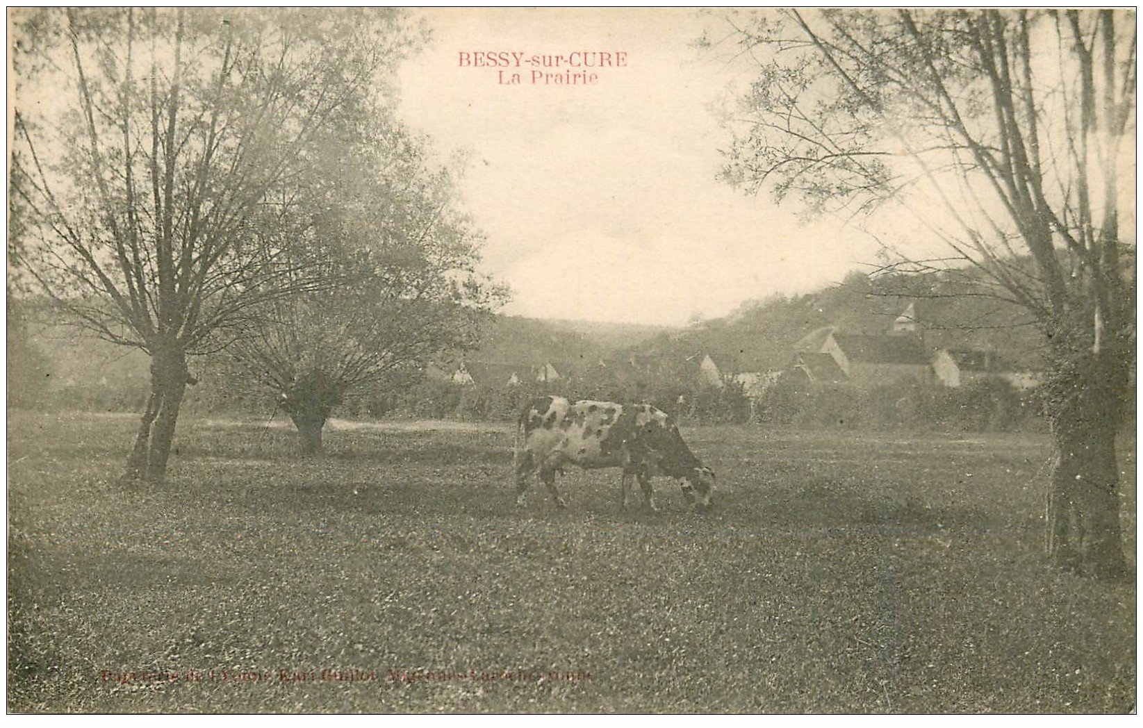 carte postale ancienne 89 BESSY SUR CURE. Vache dans la Prairie
