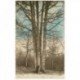 carte postale ancienne 89 JOIGNY. Les Cind Frères. Chêne dans la Forêt d'Othe 1934