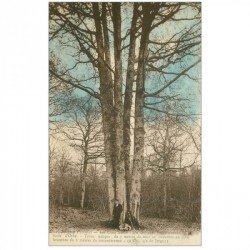 carte postale ancienne 89 JOIGNY. Les Cind Frères. Chêne dans la Forêt d'Othe 1934