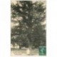 carte postale ancienne 91 MORANGIS. Cèdre au Parc de la Pension du Désert 1911