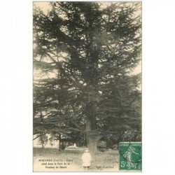 carte postale ancienne 91 MORANGIS. Cèdre au Parc de la Pension du Désert 1911