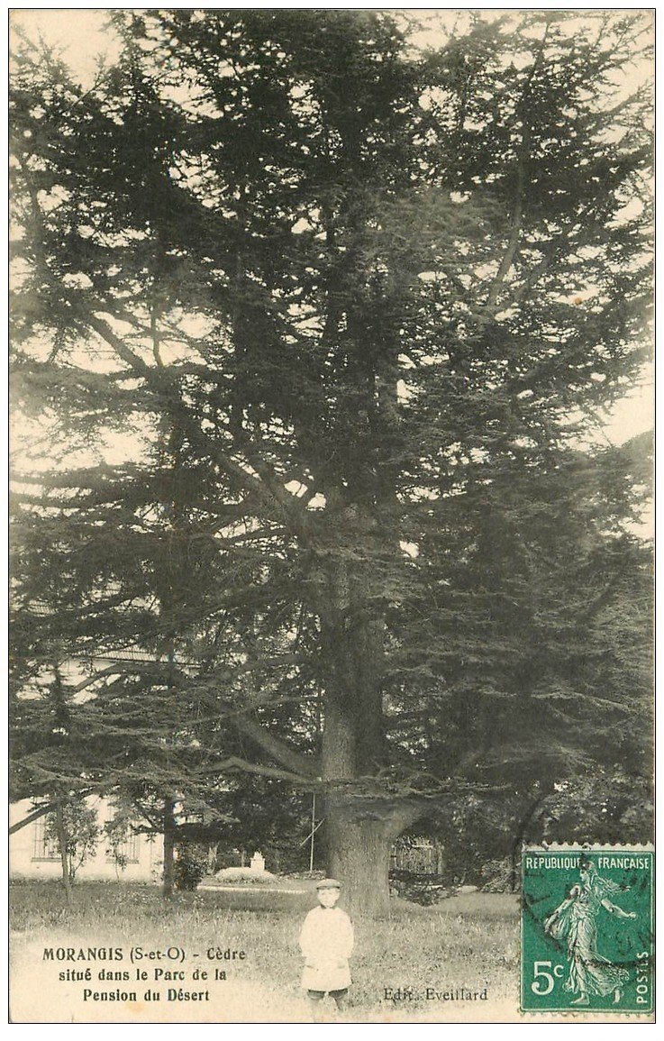 carte postale ancienne 91 MORANGIS. Cèdre au Parc de la Pension du Désert 1911