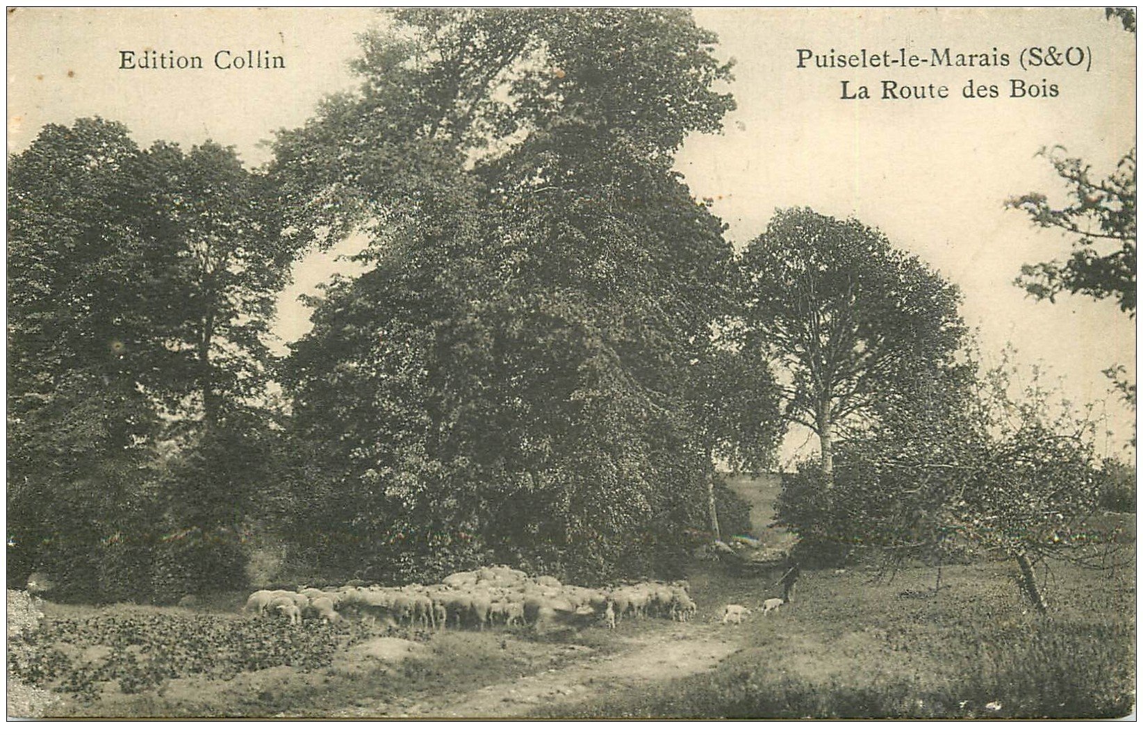 carte postale ancienne 91 PUISELET LE MARAIS. La Route des Bois avec troupeau de Moutons