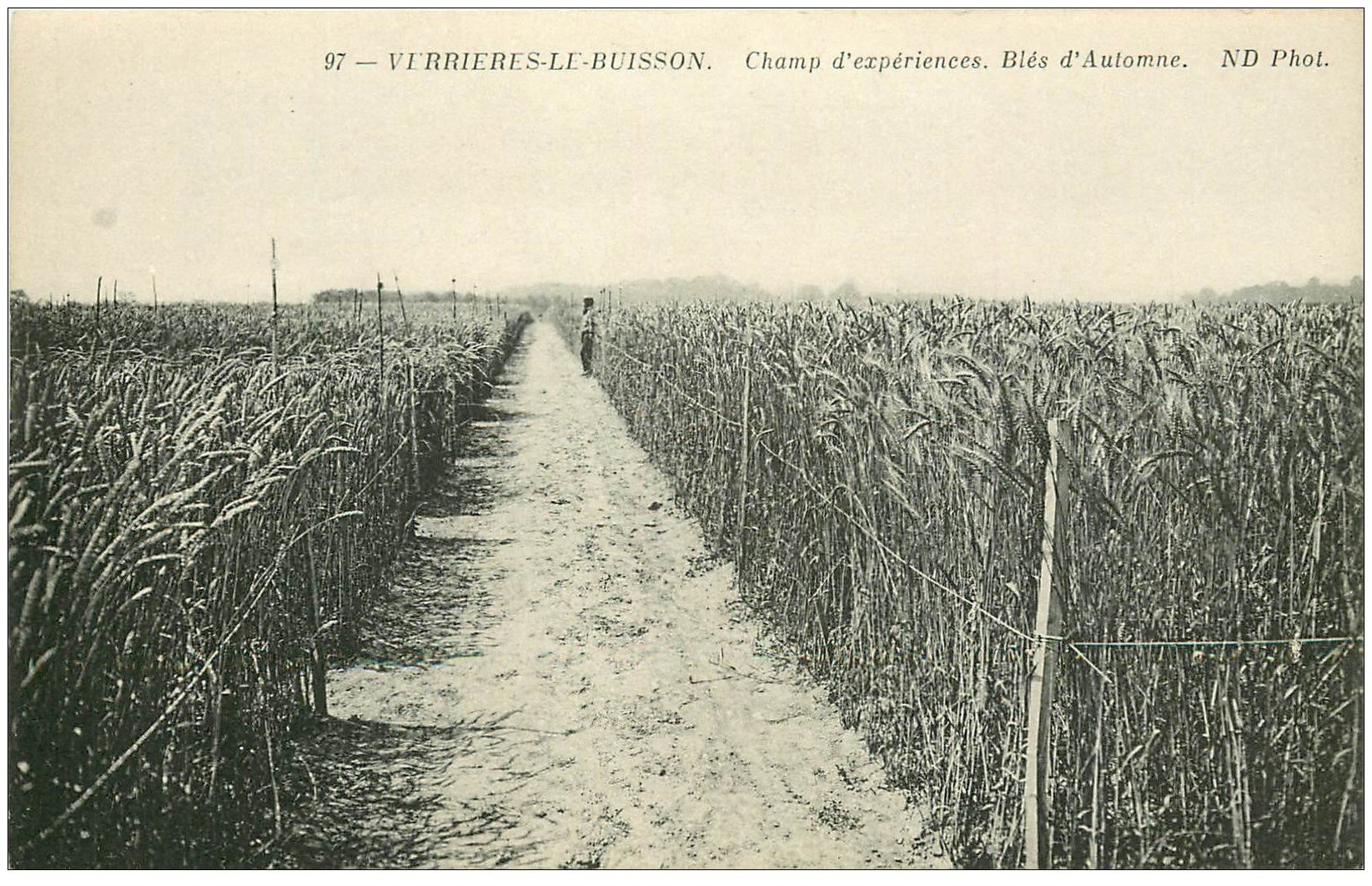 carte postale ancienne 91 VERRIERES LE BUISSON. Le Parc. Champ d'expériences Blés d'Automne