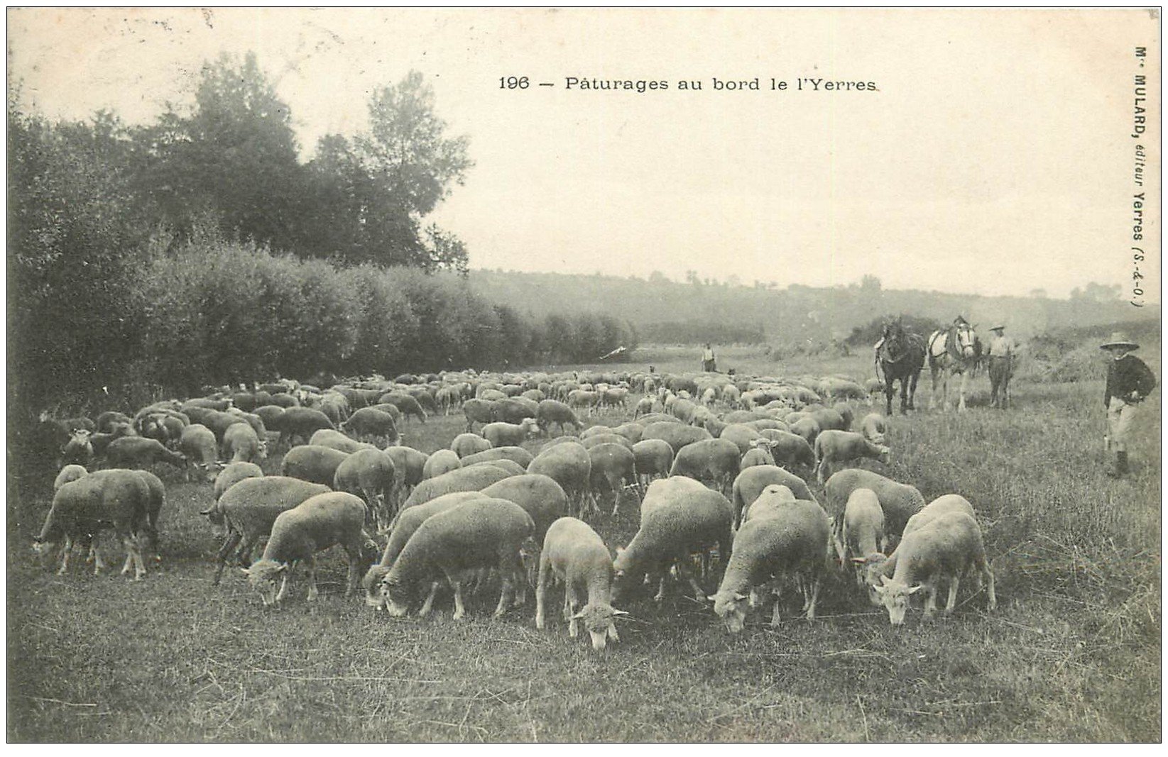 91 YERRES. Chevaux de labour et Moutons aux Pâturages 1908
