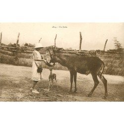 ANIMAUX. Un Coba et son Petit