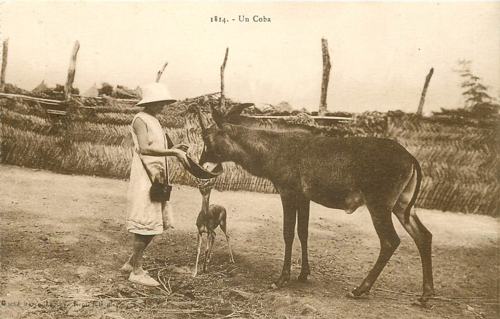 ANIMAUX. Un Coba et son Petit