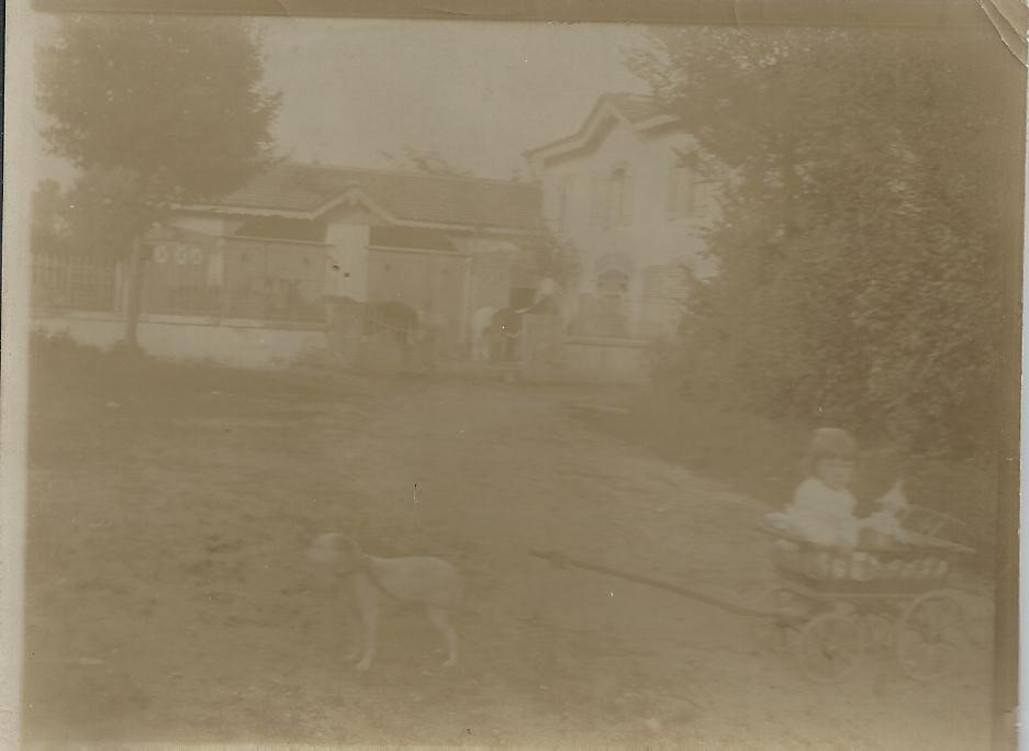 Photographie rare d'un Attelage de Chien pour charrette de Fillette et Chevaux à l'arrière